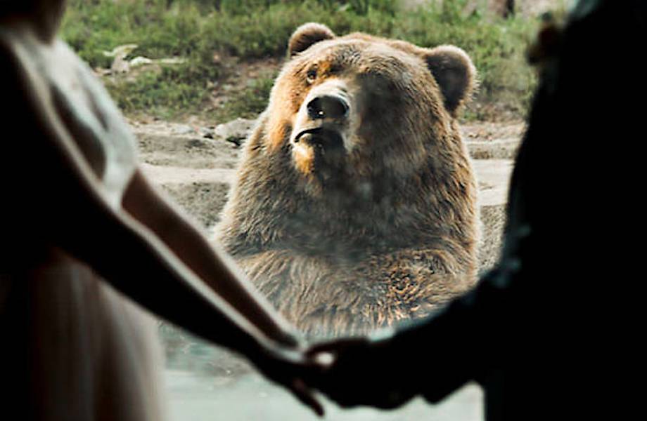  Пара поженилась в зоопарке Миннесоты — больше всех был удивлен медведь