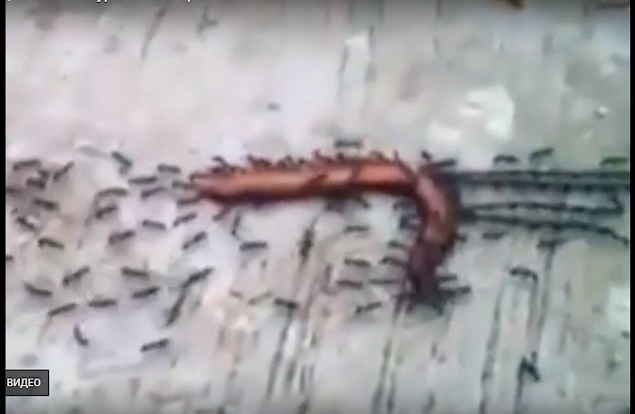 Очевидцы запечатлели на видео, как муравьи несут змею 