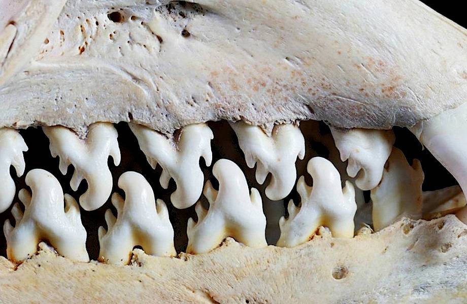 Тюлень-крабоед, который не ест крабов и имеет потрясающие зубы