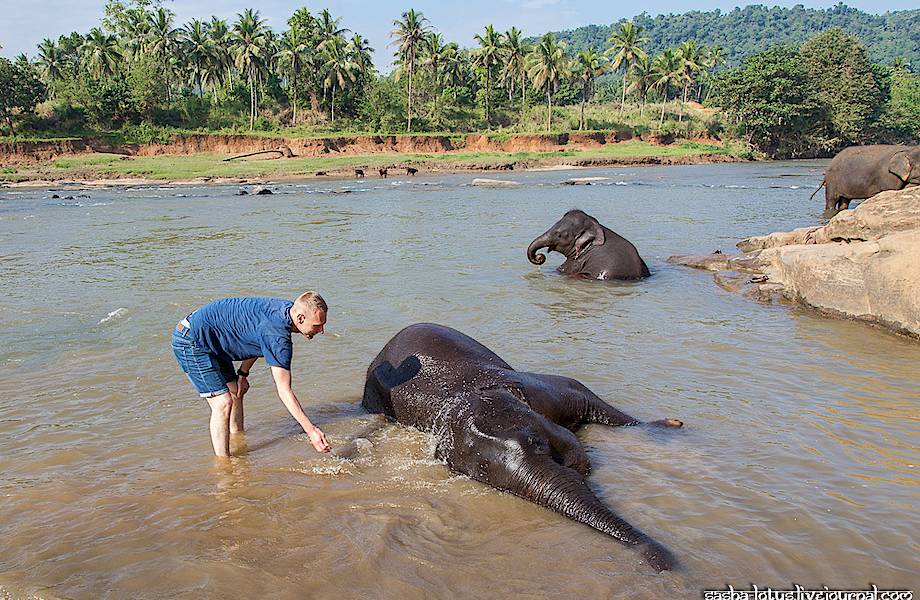 Купание слона на Шри-Ланке