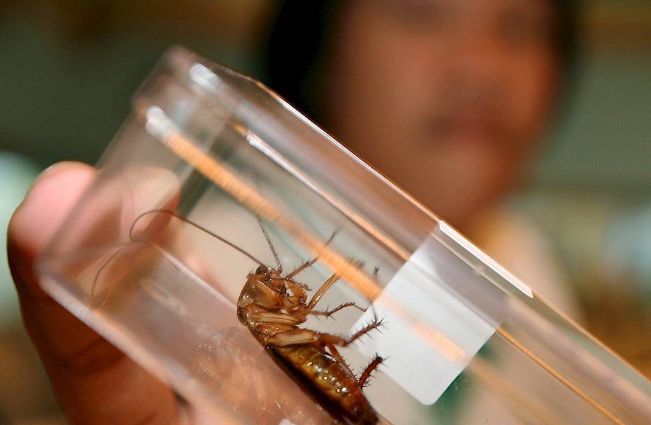 Полная темнота и 6 миллиардов насекомых: зачем китайцы разводят на ферме тараканов