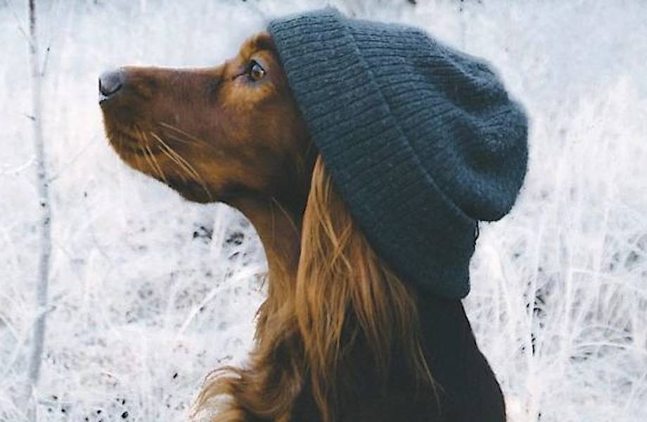 Эпические снимки путешествий норвежца и его собаки 