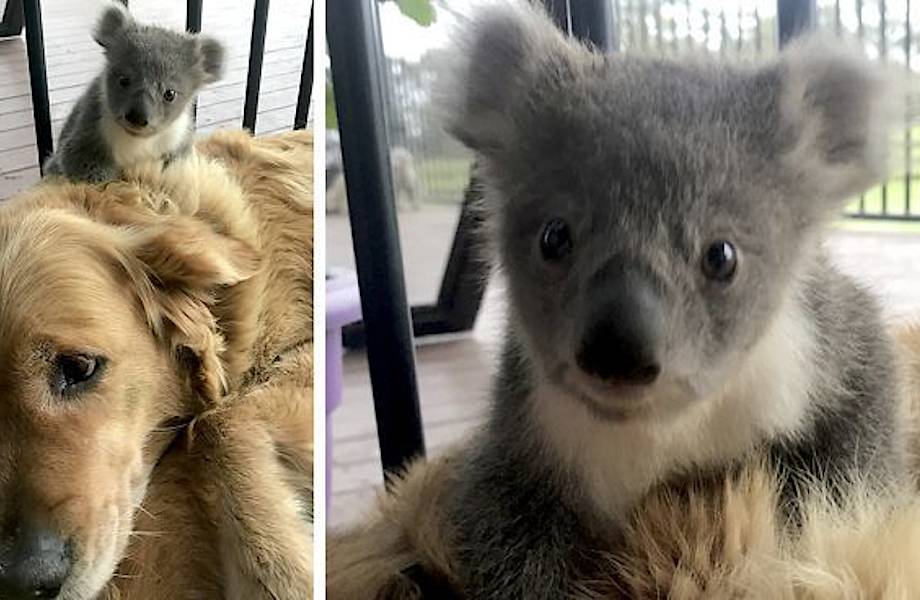 Прекрасная история: в Австралии ретривер спас маленькую коалу
