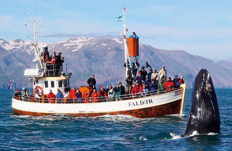 Исландский залив Скьяульванди: место, где встречаются с китами