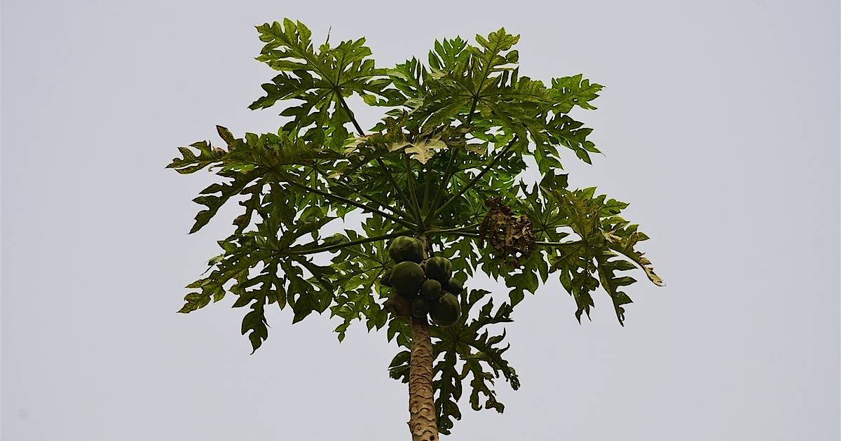 Как растет папайя