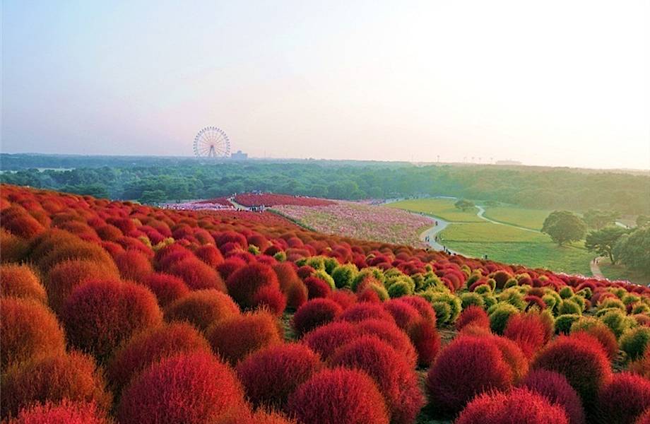 Волшебные фотографии невероятного парка в Японии, где всегда что-то цветет