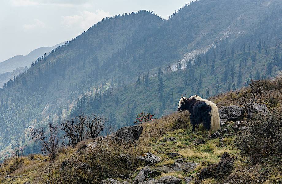 Непал: райские кущи или наедине с восьмитысячниками Непал: райские кущи или наедине с восьмитысячниками