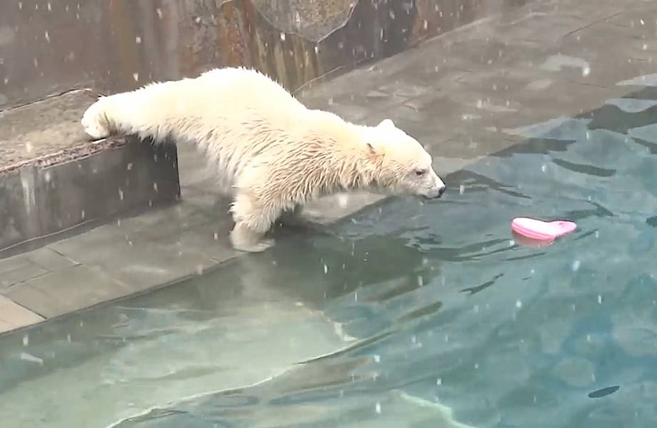 Видео: Медвежонок уронил в воду игрушку и не знает, как попросить маму ее достать 