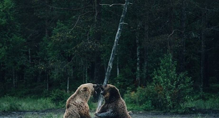 Фото дня: два медведя