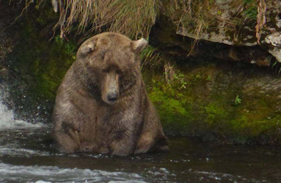 В национальном парке США выбрали самого толстого медведя