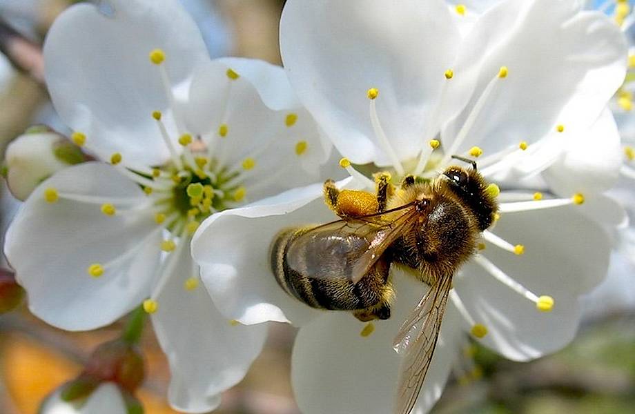 Не будет гречки, яблок и кофе: что произойдет, если на Земле исчезнут пчелы