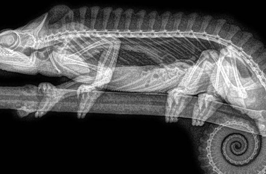 Редкое зрелище: американский зоопарк опубликовал рентгеновские снимки животных