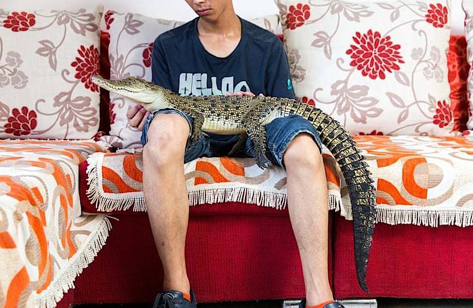 Крокодилы, гекконы и тарантулы: необычные питомцы, которые живут в квартирах китайцев