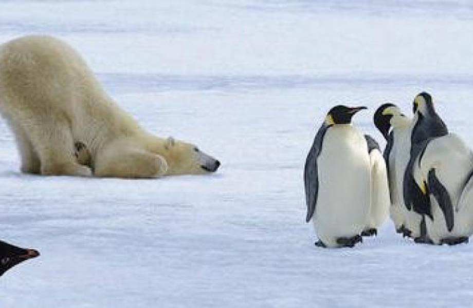 почему медведи белые не едят пингвинов