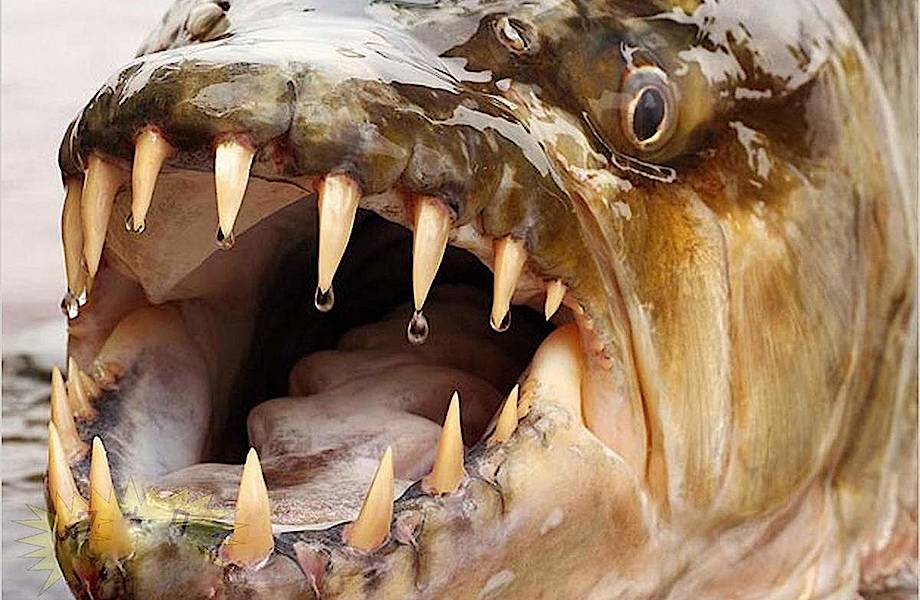 Большая тигровая рыба в реке Конго: даже крокодилы избегают встреч с ней  