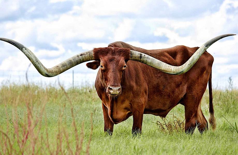 Техасский лонгхорн: обладатель самых длинных рогов в мире и скверного характера