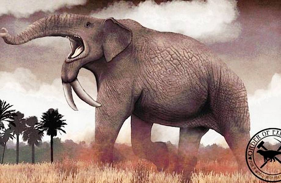 Четыре бивня и хобот в виде клюва: как выглядели древние предки слонов