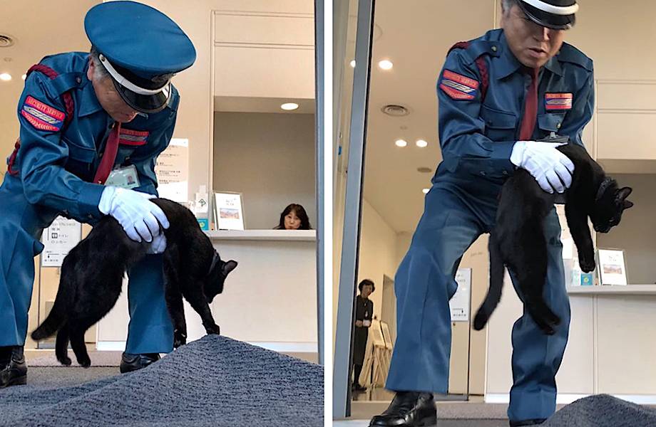 Двое котов в Японии уже 2 года пытаются пробраться в музей и ведут борьбу с охраной