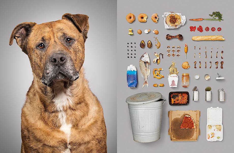 Американский фотограф показала, как и чем живут собаки