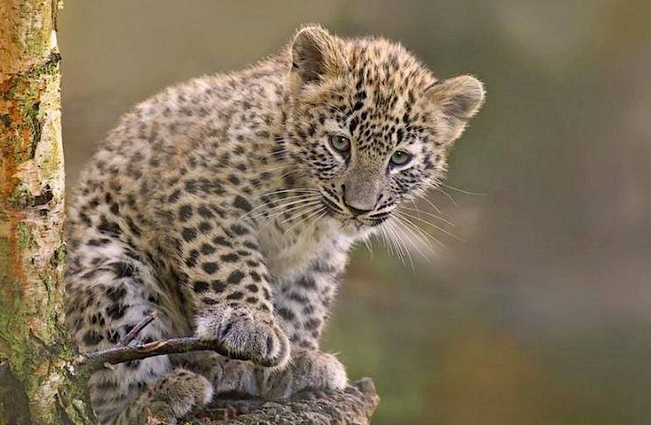 Как на Кавказе восстанавливают популяцию леопардов