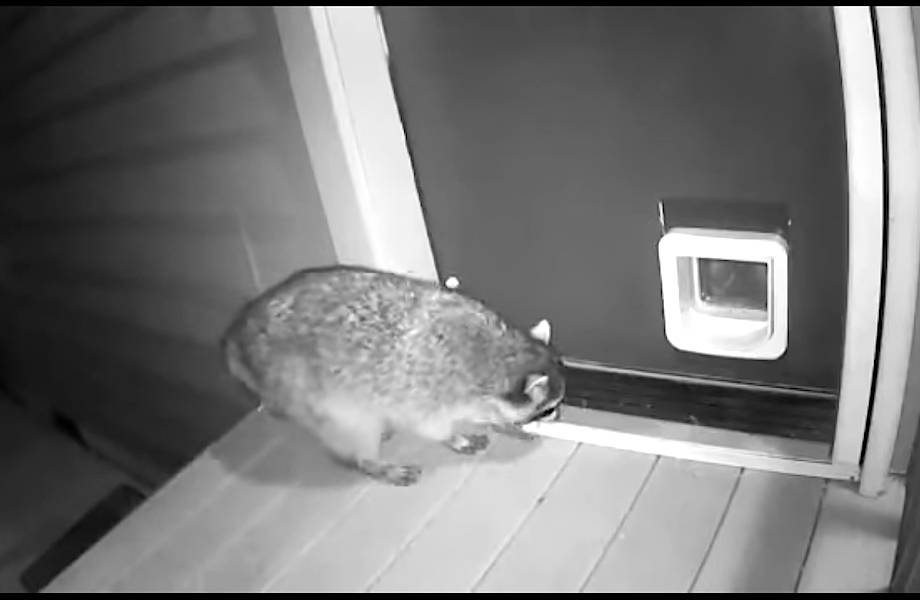 Кот успешно отбил атаку енота и защитил дом