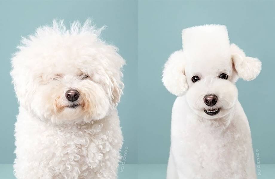 Что бывает, когда собака попадает в руки японского собачьего парикмахера 
