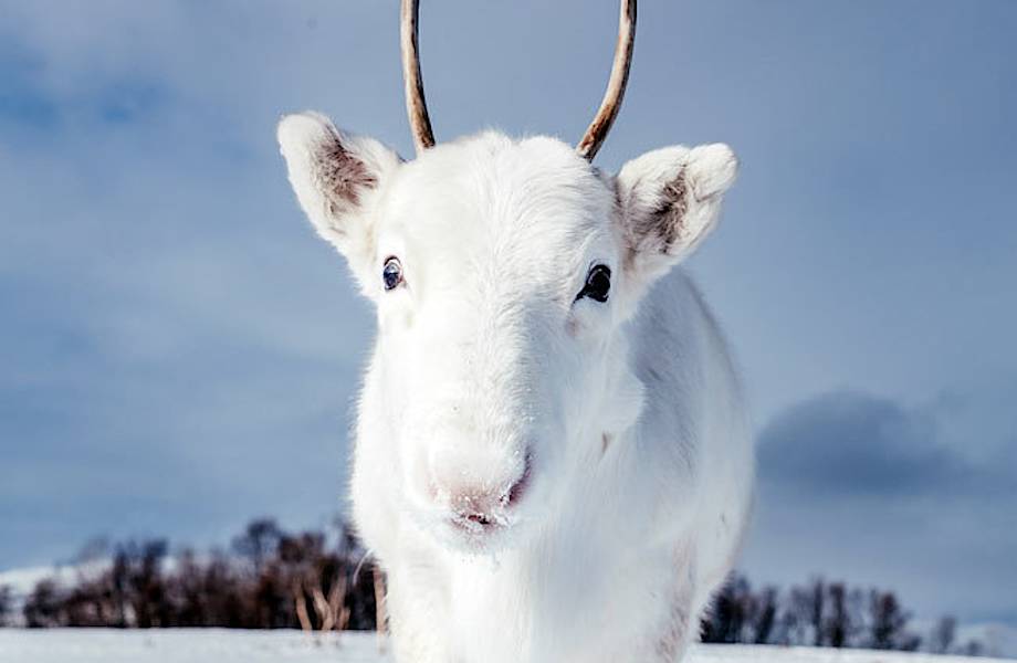 В Норвегии фотограф запечатлел детеныша редчайшего белоснежного оленя 