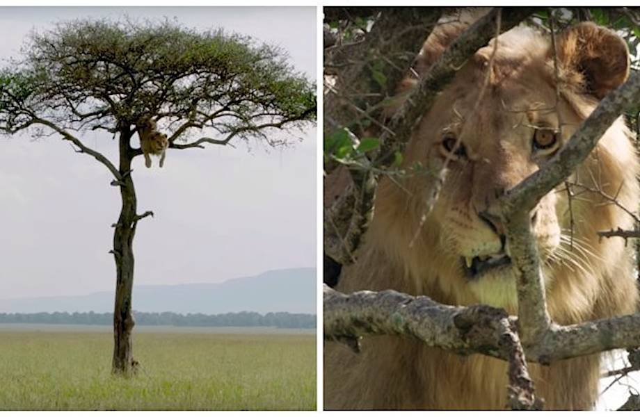 Видео: Любопытный лев залез на дерево, но затем струсил спускаться вниз