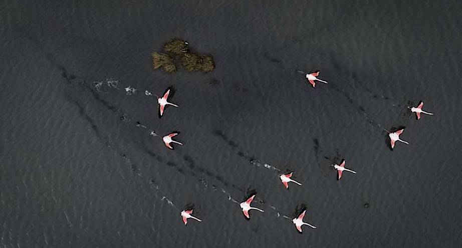 Фото дня: фламинго в лагуне Турции