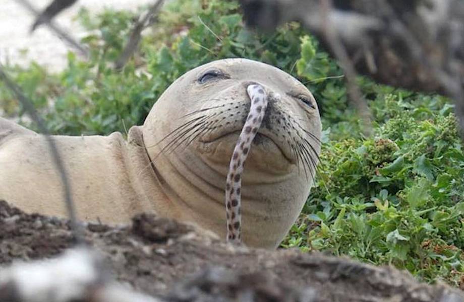 Интрига сохраняется: ученые нашли еще одного тюленя с живым угрем в носу