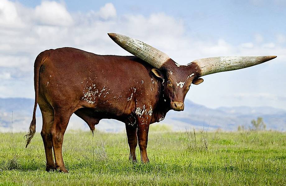 Самые толстые рога на планете: зачем африканским ватусси такие рога