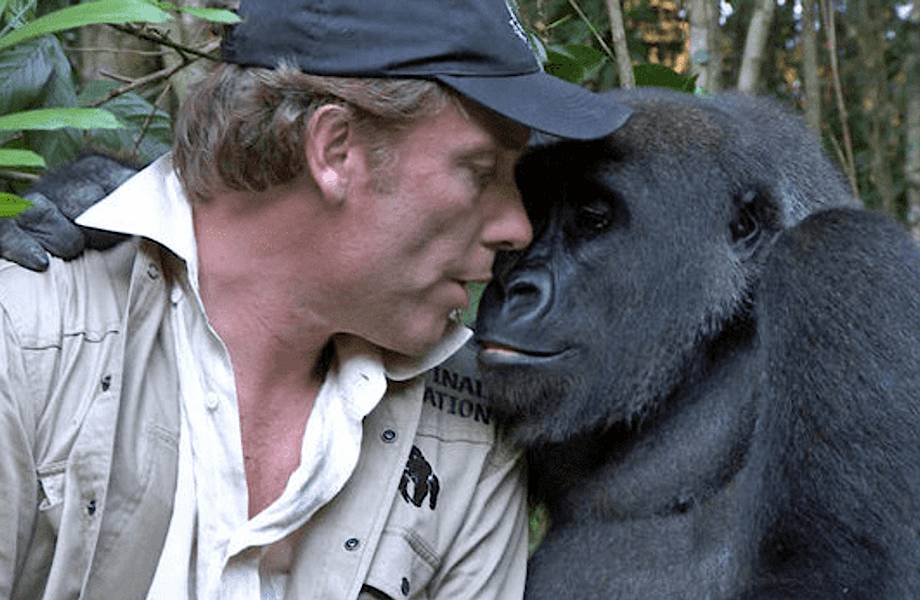 Без поводка и угощений: возможна ли настоящая дружба между дикой гориллой и человеком