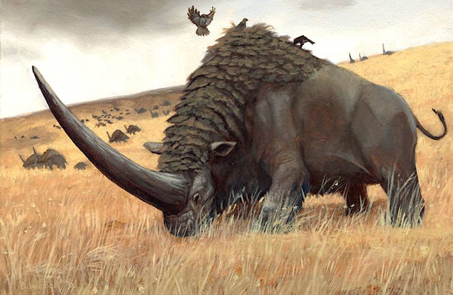Эласмотерий: в последнюю ледниковую эпоху в России жил огромный носорог