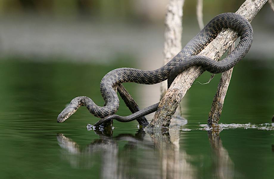 Змеи-рыболовы: как охотится водяной уж 