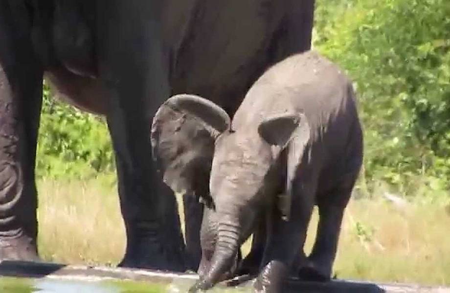 Видео: Слоненок никак не разберется, как пить воду при помощи хобота