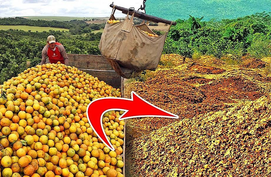 Ученые выкинули 12000 тонн апельсинов, а вернувшись через 20 лет, не узнали лес