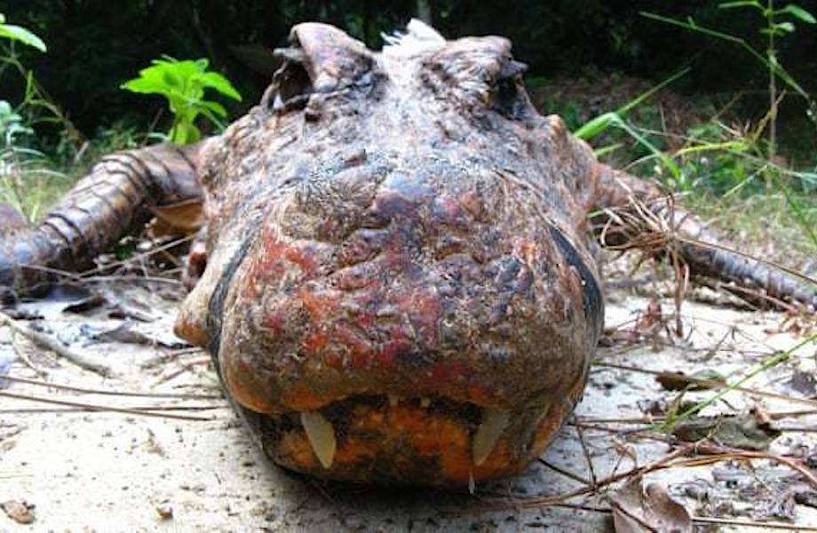 Оранжевые пещерные крокодилы, которые мутируют в новый вид