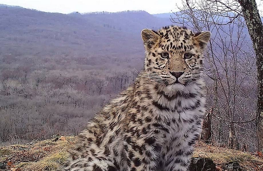 Видео: Очаровательные редкие дальневосточные леопарды «позируют» на камеру
