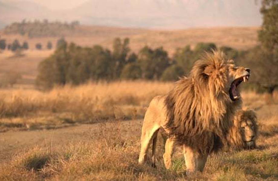 В Африке сдают дом, где можно пожить в окружении львов