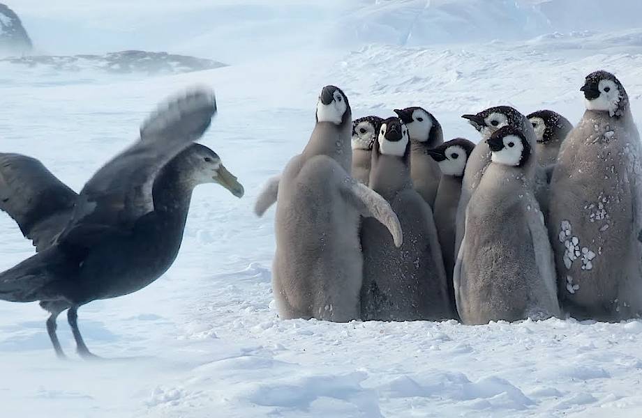 Видео: Малыши-пингвины как могли отбивались от хищника, но неожиданно пришла подмога
