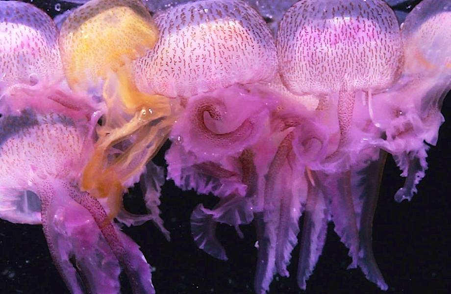 Почему медузы атакуют АЭС Швеции и Японии