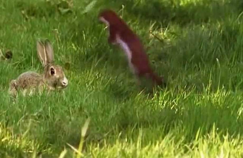 Видео: Горностай притворяется сумасшедшим, чтобы загипнотизировать и схватить кролика