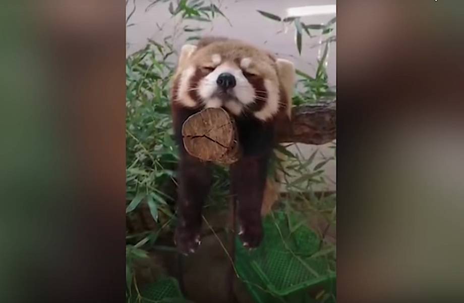 Видео: Красная панда уснула прямо на ветке и во сне пытается не упасть 