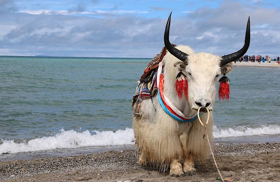 Яки — уникальные животные, без которых невозможна жизнь в Тибете