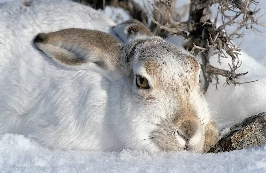Зайцы удивили мир: ученые выяснили, что они едят животных