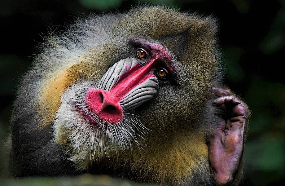 7 самых незаурядных приматов на Земле