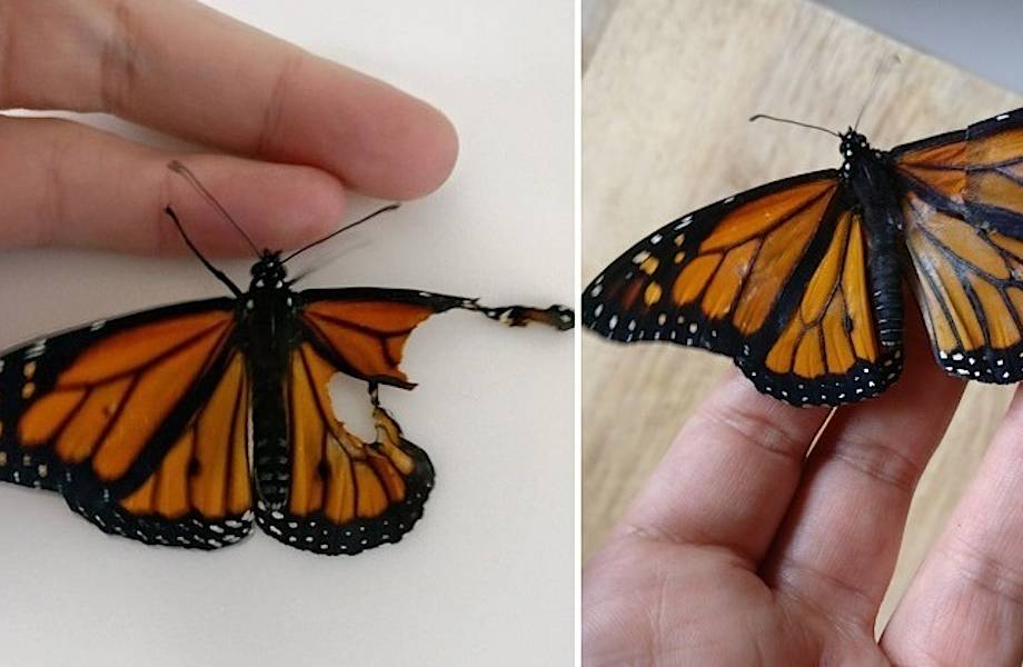 Девушка-модельер провела операцию по трансплантации крыла живой бабочке