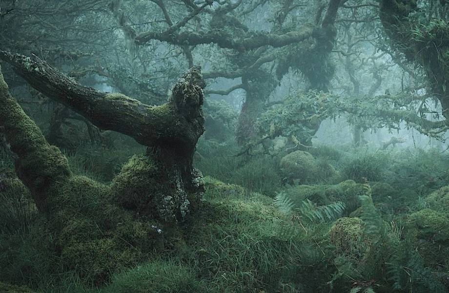Мистические фотографии чарующих английских лесов