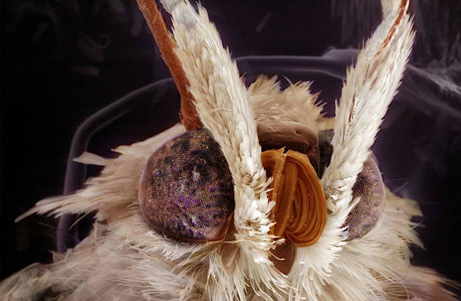 Мурашки по телу: захватывающие детальные портреты насекомых