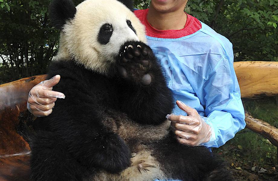 Обнимашки с пандами и еще 14 необычных занятий в путешествиях для любителей животных